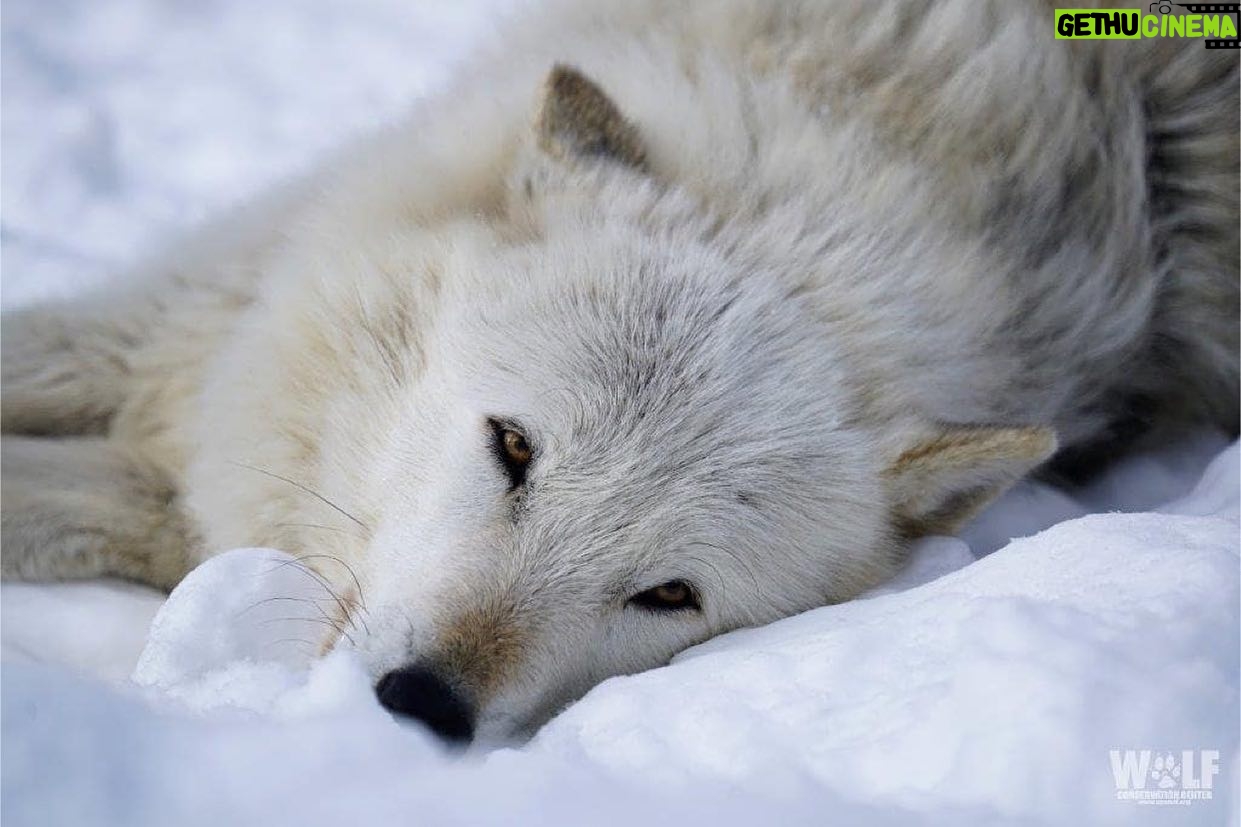 Shannen Doherty Instagram - Why do we humans feel that we need to cull ? Nature and animals naturally balance themselves. It’s us that have disrupted things. Please read below and go to @wolfconservationcenter bio, follow link and comment please! Repost from @wolfconservationcenter • URGENT 🚨 In February the Idaho Fish and Game Commission announced a proposal to expand wolf hunting and trapping across the state. This proposal would allow year round trapping on public and private land including areas that border Yellowstone National Park, create a 12 month hunting season statewide and more. YOU can help NOW by submitting a comment. Direct link to additional information including where and how to comment is located in the link tree in our bio. Comments accepted through February 25! Thank you Photo by WCC Curator Rebecca Bose #wolfconservationcenter #alawa #wolf #standforwolves #wolves #takeaction #makeadifference #speakup #comment #idaho #help
