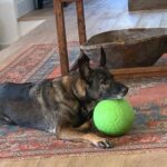 Shannen Doherty Instagram - Just a dog and her ball