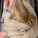 Shannen Doherty Instagram - Hopefully seeing what rodent poison does to other animals like this owl, will help people find it in their heart to stop with the poison. Thank you to @cawildlife for taking in so many animals that humans hurt #stopwithpoison