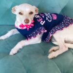 Shanola Hampton Instagram - #nationaldogday we love our LULU baby!! #adoptdontshop #ShelterofHope #ledgelounger