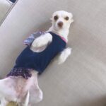 Shanola Hampton Instagram - #nationaldogday we love our LULU baby!! #adoptdontshop #ShelterofHope #ledgelounger