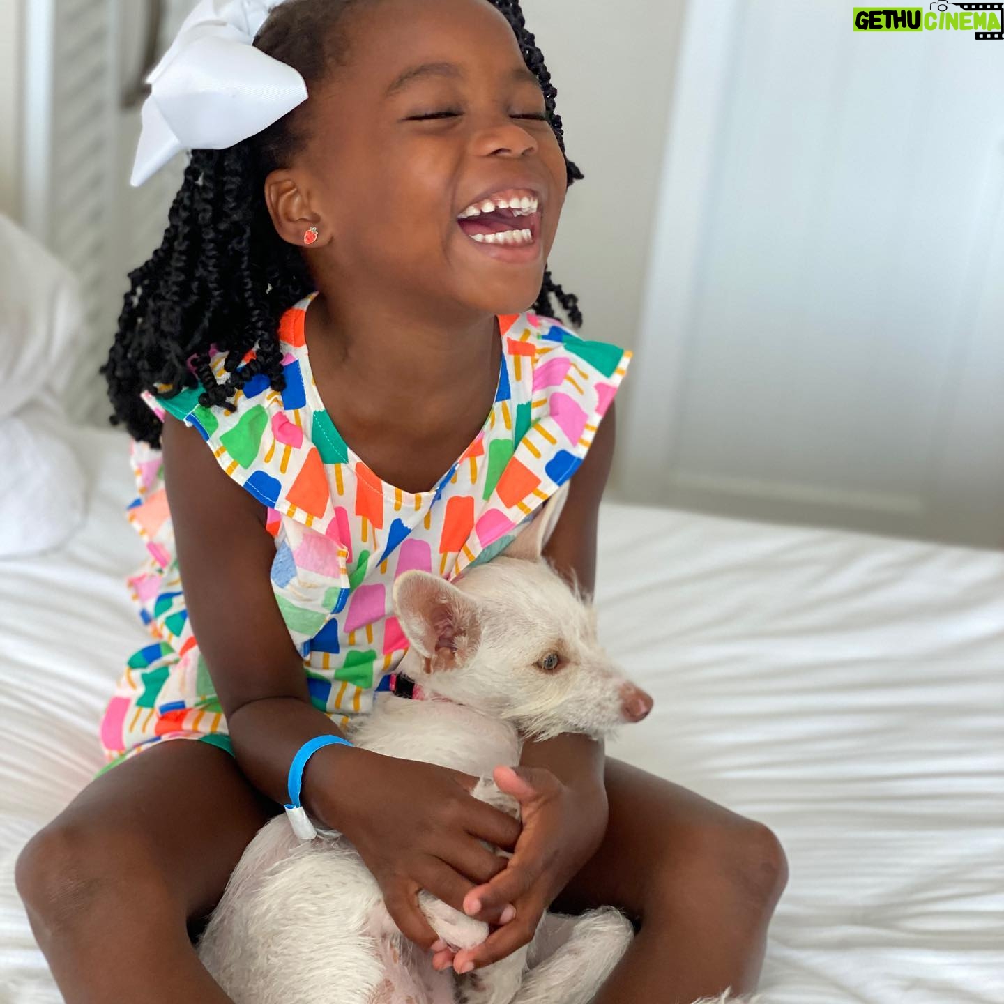 Shanola Hampton Instagram - So I hear it’s #nationaldogday! The perfect day to show off our gift from the HEAVENS!! Lulu! #Pandemicpup #perfectpup #rescue @shelterhope_petshop