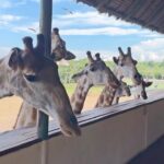 Sharon Chan Man-Chi Instagram - 再忙嘅時候 睇番一家人去旅行嘅片 就覺得辛苦啲都值得 時間好快過 一定要多啲留住美好時光🌈🩷 #thailand #bangkok #vacation #familytrip #giraffe #loveanimals