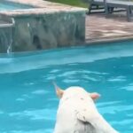 Sharon Osbourne Instagram - Buster gives zero fu*ks @bustersworld4