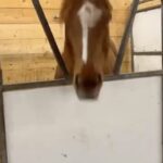 Sharon Osbourne Instagram - Ozzy and I cannot get enough of this head banging horse 🐴!!! Thank you so much @emilyautumnpurdy for sharing 🤘