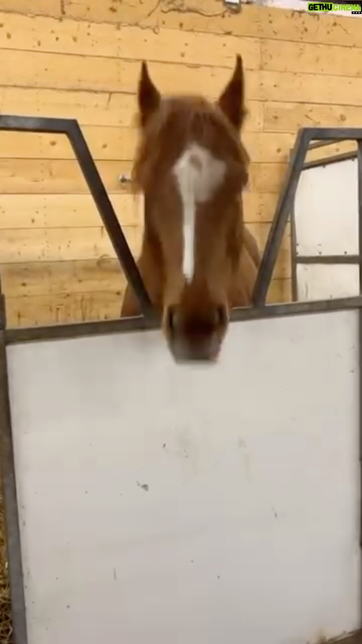 Sharon Osbourne Instagram - Ozzy and I cannot get enough of this head banging horse 🐴!!! Thank you so much @emilyautumnpurdy for sharing 🤘