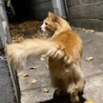 Sharon Osbourne Instagram - Alley Cat (s) 👀
