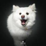 Sharon Osbourne Instagram - So much fun shooting with @vieler.photography ! Pickles, Violet and Wesley captured catching treats! 🐶