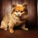 Sharon Osbourne Instagram - So much fun shooting with @vieler.photography ! Pickles, Violet and Wesley captured catching treats! 🐶