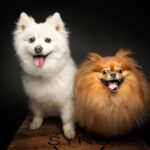 Sharon Osbourne Instagram - So much fun shooting with @vieler.photography ! Pickles, Violet and Wesley captured catching treats! 🐶