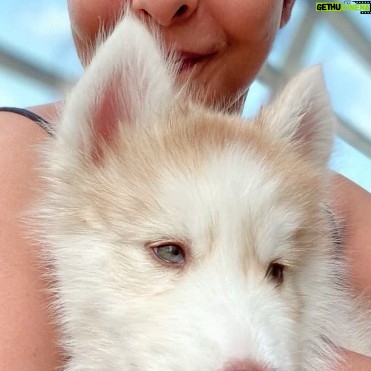 Shefali Shah Instagram - He came to us 4 years ago on my birthday as my birthday gift and he’s the best gift anyone could ever receive. My third baby #Simba, he was the bright spot in an otherwise dark world during Covid. I believe kids choose their parents, Simba chose us and we couldn’t have been luckier. With his soulful eyes filled with wisdom and a face of a baby he blessed us with so much love. We were destined to be his parents filling us with unconditional abundant love, licks, snuggles, kisses and of course hair. Like you can’t put in words what you feel for your kids I can’t explain well enough what I feel for him. All I can say is our day starts and ends with him, he’s added soooo much happiness in our life. He’s just THUTHUTHUTHUTHUTHU @aryamanshah @maurya___02 @ashandsimba