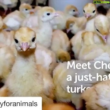 Sheri Moon Zombie Instagram - #Repost @mercyforanimals ・・・ Turkeys like Cherry deserve so much better. 🦃 I’ll be making a plant based Thanksgiving day meal for sure💛 #vegan #plantbased #mercyforanimals #loveturkeysdonteatthem #veganzombie #thankful Narrated by #BearBluSilverstone.