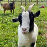 Sheri Moon Zombie Instagram – Goat Family! MaryAnn (pic1) basking in the autumn afternoon and Ginger (pic2) (with Randy photobombing) feeling fancy free chewing on some grass. Love being able to give these gentle goofballs a safe place to call home. #goats #goatlove #rescuegoats #sistergoats