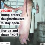Sheri Moon Zombie Instagram -
