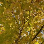 Sheri Moon Zombie Instagram – Happy Fall 🍁 #ilovefoliage #leaves #autumnvibes🍁