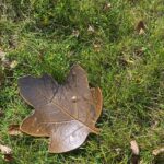 Sheri Moon Zombie Instagram – All the leaves are brown…Leaf tray made by me. #feelingautumn #fallvibes #pottery #handbuiltpottery