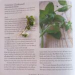 Sheri Moon Zombie Instagram - Now you’d think I would already know about chickweed a. Because I’m a chick and b. Weed. ✌🏼I found this wild edible right around my garden bed and simply topped my mashed yams with this mild tasty green!!! #veganyams #chickweed #wildgreens #forage #nolivechickswereharmed