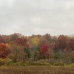 Sheri Moon Zombie Instagram – Checking out the #fallcolors 🍁🧡 #foliagejunkie #autumnalvibes #decayingbeauty