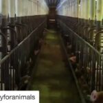 Sheri Moon Zombie Instagram - Be kind to animals-you are one too🐾 #animalrights #plantbaseddiet