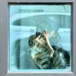 Shin Hyun-been Instagram – 🐈🐈🐈