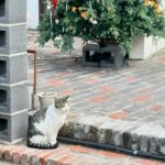Shin Hyun-been Instagram – 🐈🐈🐈