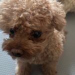 Shin Su-hyun Instagram – 설 날 !