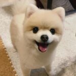 Shiori Sato Instagram - . どうにもこうにもわたしは、 はなのぺろんにきゅんとしてしまいます🐶 このぺろんを撮るためにはとんでもない数の連写が必要なのですが 見返した時に、アルバムがはなでいっぱいになるのも それもまた幸せな光景です🥰 いつもの笑顔と、なんだかおもしろい不満げな表情も♡