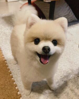 Shiori Sato Instagram - .
どうにもこうにもわたしは、
はなのぺろんにきゅんとしてしまいます🐶
このぺろんを撮るためにはとんでもない数の連写が必要なのですが
見返した時に、アルバムがはなでいっぱいになるのも
それもまた幸せな光景です🥰
いつもの笑顔と、なんだかおもしろい不満げな表情も♡