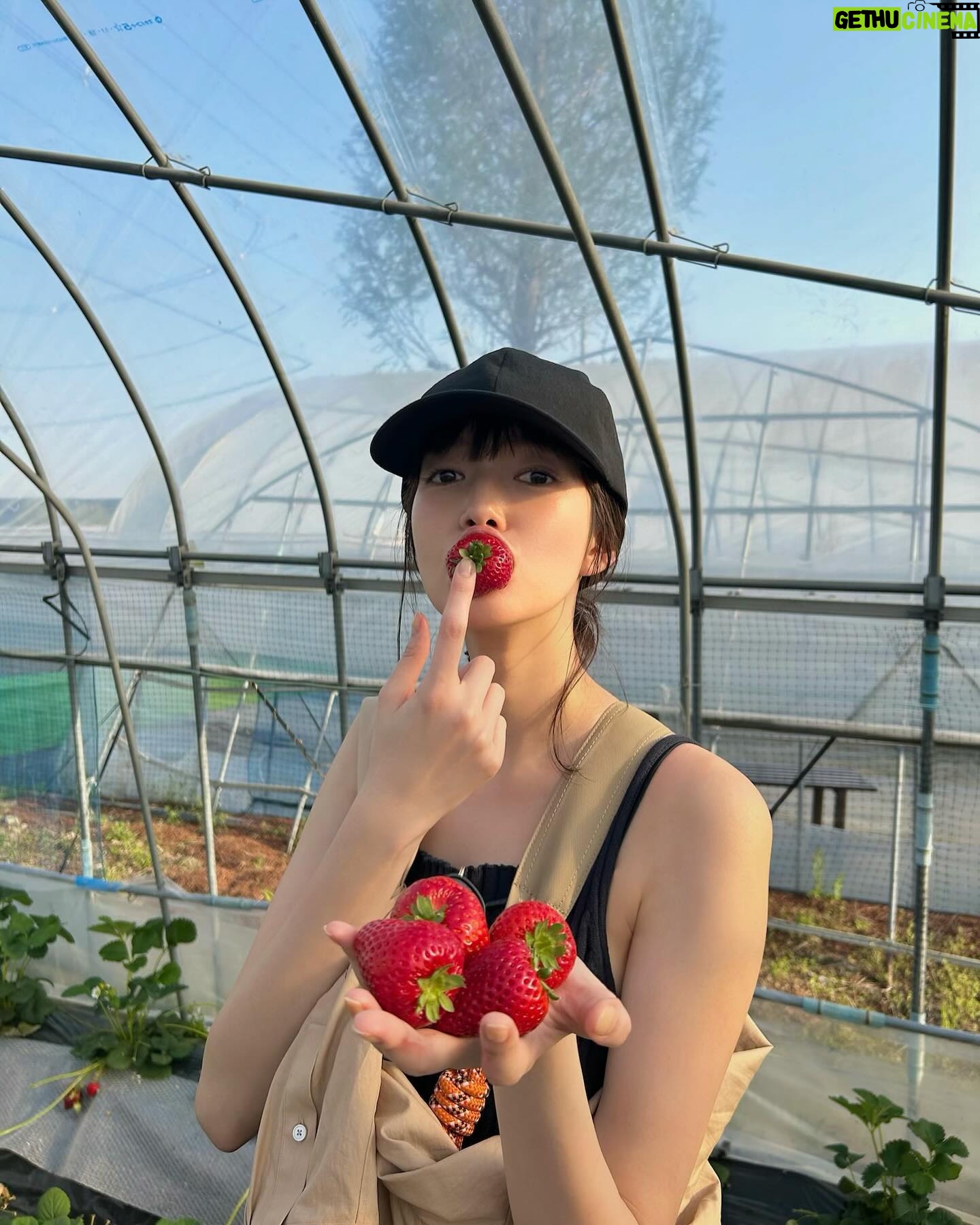 Shiori Sato - 127.2K Likes - .
いちごがり🍓
大盛り蕎麦を食べた後だったので
食べ放題にしては悔しい結果でしたが
甘くて美味しくて可愛くて満足満足🤭