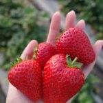 Shiori Sato Instagram - . いちごがり🍓 大盛り蕎麦を食べた後だったので 食べ放題にしては悔しい結果でしたが 甘くて美味しくて可愛くて満足満足🤭