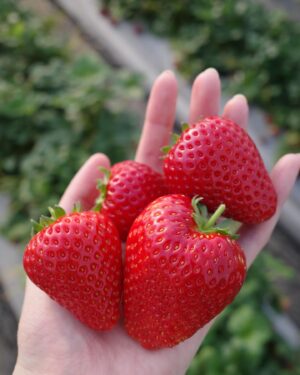 Shiori Sato Instagram - .
いちごがり🍓
大盛り蕎麦を食べた後だったので
食べ放題にしては悔しい結果でしたが
甘くて美味しくて可愛くて満足満足🤭