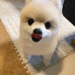 Shiori Sato Instagram - . どうにもこうにもわたしは、 はなのぺろんにきゅんとしてしまいます🐶 このぺろんを撮るためにはとんでもない数の連写が必要なのですが 見返した時に、アルバムがはなでいっぱいになるのも それもまた幸せな光景です🥰 いつもの笑顔と、なんだかおもしろい不満げな表情も♡