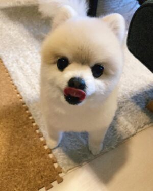 Shiori Sato Instagram - .
どうにもこうにもわたしは、
はなのぺろんにきゅんとしてしまいます🐶
このぺろんを撮るためにはとんでもない数の連写が必要なのですが
見返した時に、アルバムがはなでいっぱいになるのも
それもまた幸せな光景です🥰
いつもの笑顔と、なんだかおもしろい不満げな表情も♡