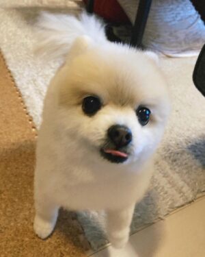 Shiori Sato Instagram - .
どうにもこうにもわたしは、
はなのぺろんにきゅんとしてしまいます🐶
このぺろんを撮るためにはとんでもない数の連写が必要なのですが
見返した時に、アルバムがはなでいっぱいになるのも
それもまた幸せな光景です🥰
いつもの笑顔と、なんだかおもしろい不満げな表情も♡