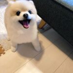 Shiori Sato Instagram - . どうにもこうにもわたしは、 はなのぺろんにきゅんとしてしまいます🐶 このぺろんを撮るためにはとんでもない数の連写が必要なのですが 見返した時に、アルバムがはなでいっぱいになるのも それもまた幸せな光景です🥰 いつもの笑顔と、なんだかおもしろい不満げな表情も♡