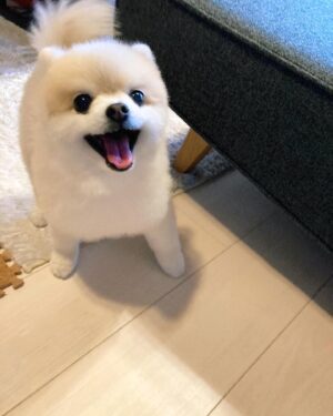 Shiori Sato Instagram - .
どうにもこうにもわたしは、
はなのぺろんにきゅんとしてしまいます🐶
このぺろんを撮るためにはとんでもない数の連写が必要なのですが
見返した時に、アルバムがはなでいっぱいになるのも
それもまた幸せな光景です🥰
いつもの笑顔と、なんだかおもしろい不満げな表情も♡