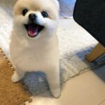Shiori Sato Instagram - . どうにもこうにもわたしは、 はなのぺろんにきゅんとしてしまいます🐶 このぺろんを撮るためにはとんでもない数の連写が必要なのですが 見返した時に、アルバムがはなでいっぱいになるのも それもまた幸せな光景です🥰 いつもの笑顔と、なんだかおもしろい不満げな表情も♡