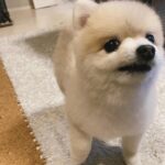 Shiori Sato Instagram - . どうにもこうにもわたしは、 はなのぺろんにきゅんとしてしまいます🐶 このぺろんを撮るためにはとんでもない数の連写が必要なのですが 見返した時に、アルバムがはなでいっぱいになるのも それもまた幸せな光景です🥰 いつもの笑顔と、なんだかおもしろい不満げな表情も♡