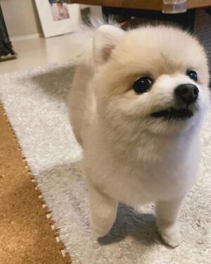 Shiori Sato Instagram - .
どうにもこうにもわたしは、
はなのぺろんにきゅんとしてしまいます🐶
このぺろんを撮るためにはとんでもない数の連写が必要なのですが
見返した時に、アルバムがはなでいっぱいになるのも
それもまた幸せな光景です🥰
いつもの笑顔と、なんだかおもしろい不満げな表情も♡