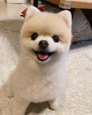 Shiori Sato Instagram - .
どうにもこうにもわたしは、
はなのぺろんにきゅんとしてしまいます🐶
このぺろんを撮るためにはとんでもない数の連写が必要なのですが
見返した時に、アルバムがはなでいっぱいになるのも
それもまた幸せな光景です🥰
いつもの笑顔と、なんだかおもしろい不満げな表情も♡