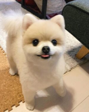 Shiori Sato Instagram - .
どうにもこうにもわたしは、
はなのぺろんにきゅんとしてしまいます🐶
このぺろんを撮るためにはとんでもない数の連写が必要なのですが
見返した時に、アルバムがはなでいっぱいになるのも
それもまた幸せな光景です🥰
いつもの笑顔と、なんだかおもしろい不満げな表情も♡