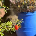 Shirine Boutella Instagram – Marrakech – la jardin majorelle