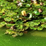 Shirine Boutella Instagram – Marrakech – la jardin majorelle
