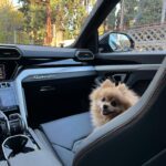 Shorena Begashvili Instagram -