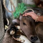 Shraddha Gautam Instagram - And while I was away for So Mini Things, the farm was blessed with a Mini Being. Gappu.