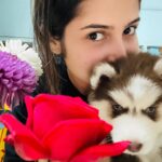 Shreema Bhattacherjee Instagram - আমার ছোট্ট মেয়ে কোকো আর আমার তরফ থেকে একটা গোলাপ তোমার জন্যেও🌹❤️ @coconjulie follow করতে ভুলবেন না!! #coco #husky #daughter #puppy
