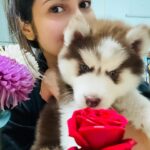 Shreema Bhattacherjee Instagram - আমার ছোট্ট মেয়ে কোকো আর আমার তরফ থেকে একটা গোলাপ তোমার জন্যেও🌹❤️ @coconjulie follow করতে ভুলবেন না!! #coco #husky #daughter #puppy