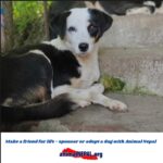 Shristi Shrestha Instagram - Thank you @animal_nepal for this sweet update & lovely wishes. I’ll see you soon, Kanchhi 😘🤗🌸 If you can’t keep a pet but love animals (like me 🙃), sponsorship is a great way to share your love for the animals. Check out Animal Nepal for the amazing work they do in rescuing, looking after and finding forever homes for the rescued animals. ❤️