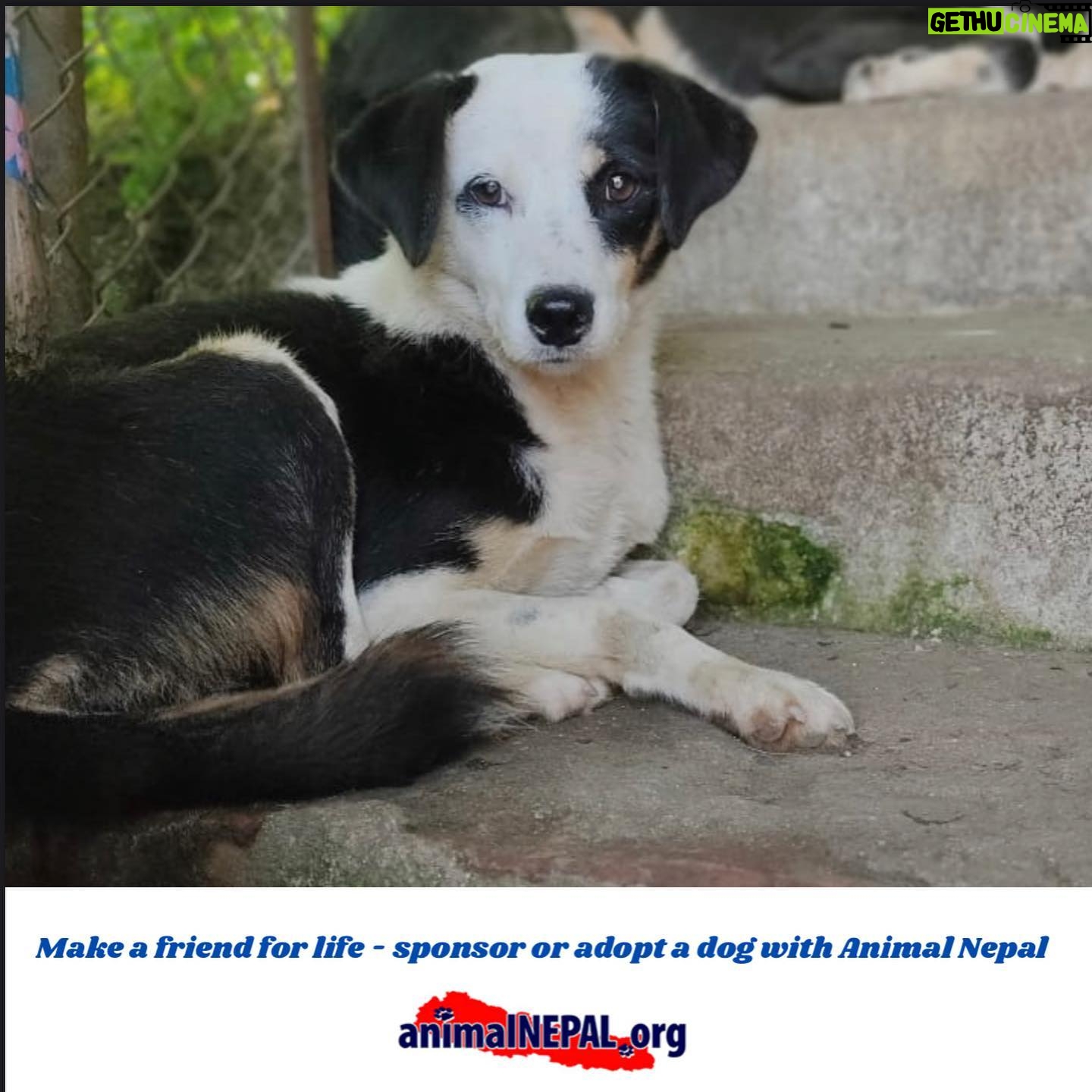 Shristi Shrestha Instagram - Thank you @animal_nepal for this sweet update & lovely wishes. Iโll see you soon, Kanchhi ๐๐ค๐ธ If you canโt keep a pet but love animals (like me ๐), sponsorship is a great way to share your love for the animals. Check out Animal Nepal for the amazing work they do in rescuing, looking after and finding forever homes for the rescued animals. โค๏ธ