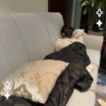 Shu Qi Instagram - 冷到不想起身卸面膜😂😂😂